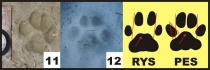 Rys 